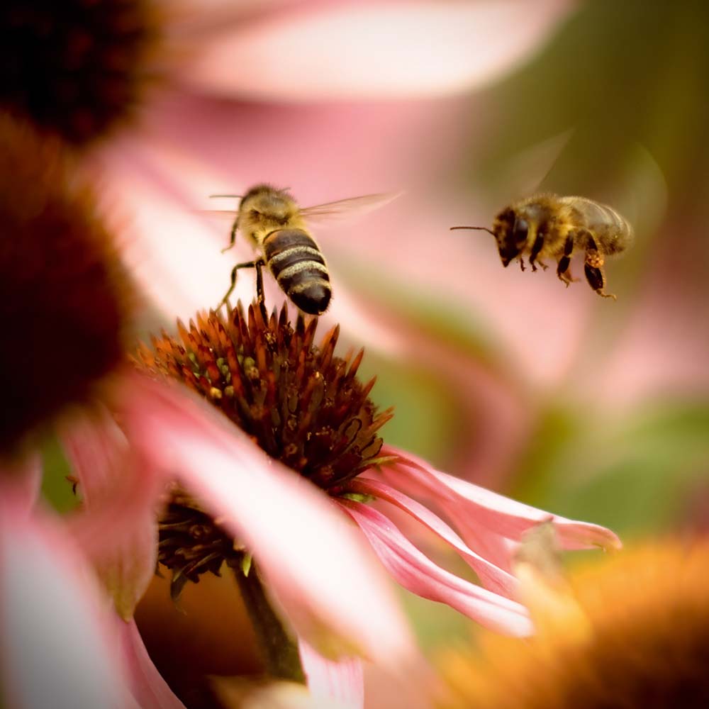 Bees buzzing on pink flower