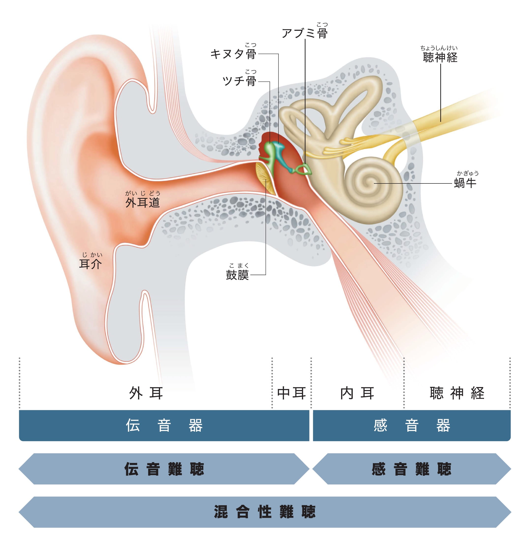 耳のしくみと難聴の種類 | Widex
