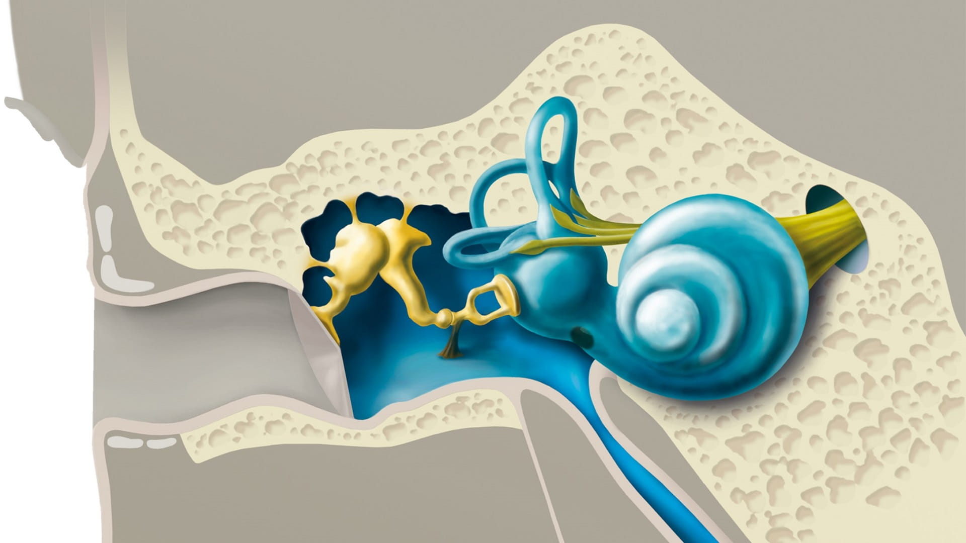耳のしくみと難聴の種類 | Widex
